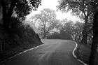 Black & White Trees, Road, & Fog preview
