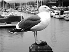 Black & White Seagull Close Up preview