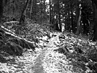 Black & White Mt. Peak Icy Trail preview