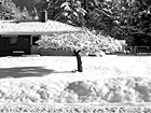 Black & White Snowy Tree preview
