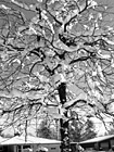 Black & White Snow Covered Tree preview