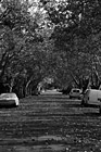 Black & White Fall Colors on Trees & Road preview