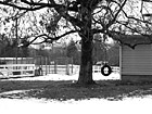 Black & White Tire Swing & Snow preview