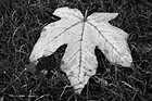 Black & White Close Up of Colorful Autumn Leaf preview