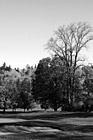 Black & White Fall Colors on Golf Course preview