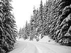Black & White Snowy Trail preview