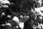 Black & White Green Leaf with Snow preview