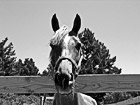 Black & White Horse Face Looking over Fence preview