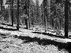 Black & White Trees in the Mountains of Lake Tahoe preview