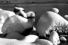 Black & White Snow Covered Rocks in Lake Tahoe preview