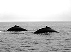 Black & White Backs of Whales preview