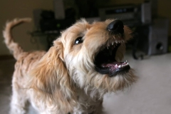 Goldendoodle Puppy Teeth