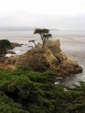The Lone Cypress in Pebble Beach
