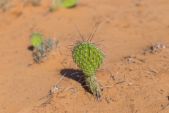 Tiny Cactus at Canyonlands National Park