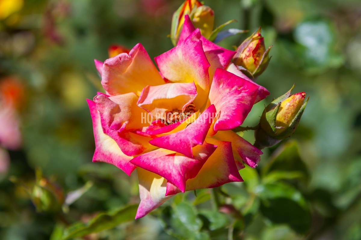 Pink-and-Yellow-Rose-34