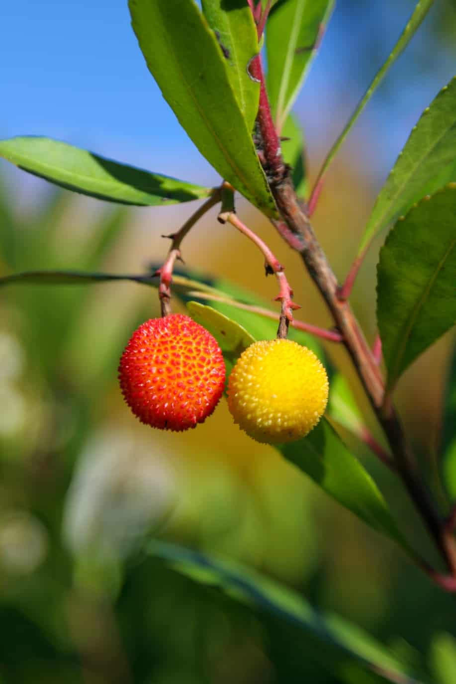 Red & Yellow Berries on Tree