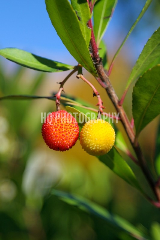 Red-Yellow-Berries-on-Tree-31