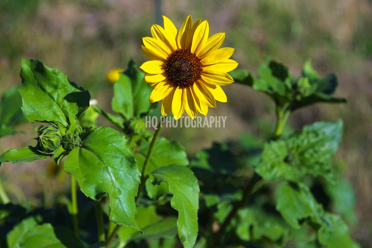 Sunflower-36