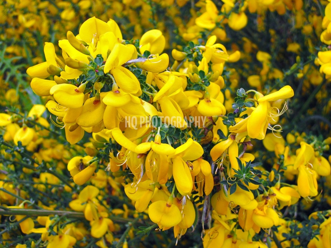 Yellow-Flowers-30