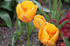 Orange Tulips