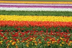 Tulip Fields