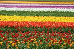 Tulip Fields