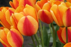 Orange Tulips