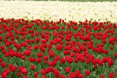 Red and White Tulips