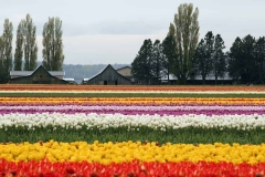 Tulip Field