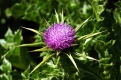 Purple Flower With Spiky Leaves