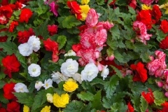 A Bunch of Colorful Flowers