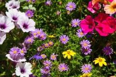 Assortment of Colorful Flowers