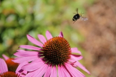 Bee Flying From Purple Flower