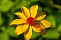 Bee-Polinating-a-Yellow-Flower-10