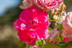 Bee Pollinating a Pink Flower