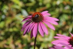 Bee on a Purple Flower