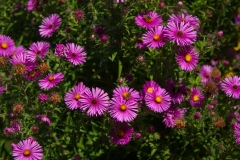 Bees Pollinatiing Purple Flowers