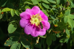 Bumble Bee on Flower