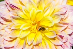 Close Up Yellow and Pink Flower With Bee