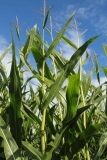 Corn Stalks and Blue sky