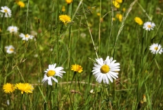 Dandelions and Daisy Flowers