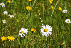 Dandelion and Daisies