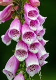 Foxglove-Flower-in-Washington-State-32