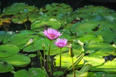 Lilly Flowers and Lilly Pad