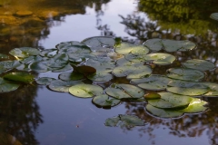 Lilly Pads in Water