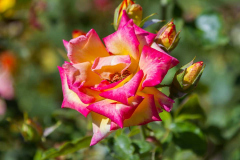 Pink-and-Yellow-Rose-1.jpg