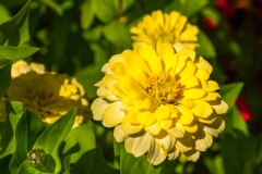 Pretty Yellow Flower