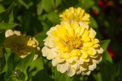 Pretty Yellow Flower