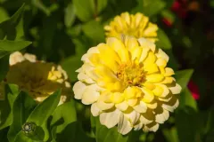 Pretty-Yellow-Flower-3796.jpg.webp