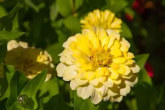 Pretty-Yellow-Flower-3796.webp